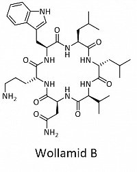 Wollamid B